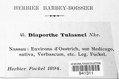 Diaporthe tulasnei image